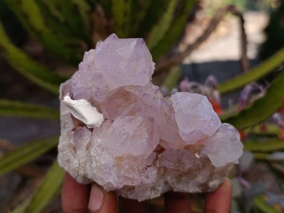 Natural Sunburst Amethyst Spirit Quartz Clusters x 6 From Boekenhouthoek, South Africa - Toprock Gemstones and Minerals 
