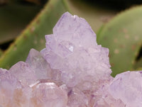 Natural Sunburst Amethyst Spirit Quartz Clusters x 6 From Boekenhouthoek, South Africa