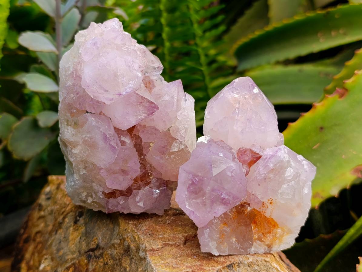 Natural Sunburst Amethyst Spirit Quartz Clusters x 6 From Boekenhouthoek, South Africa - Toprock Gemstones and Minerals 