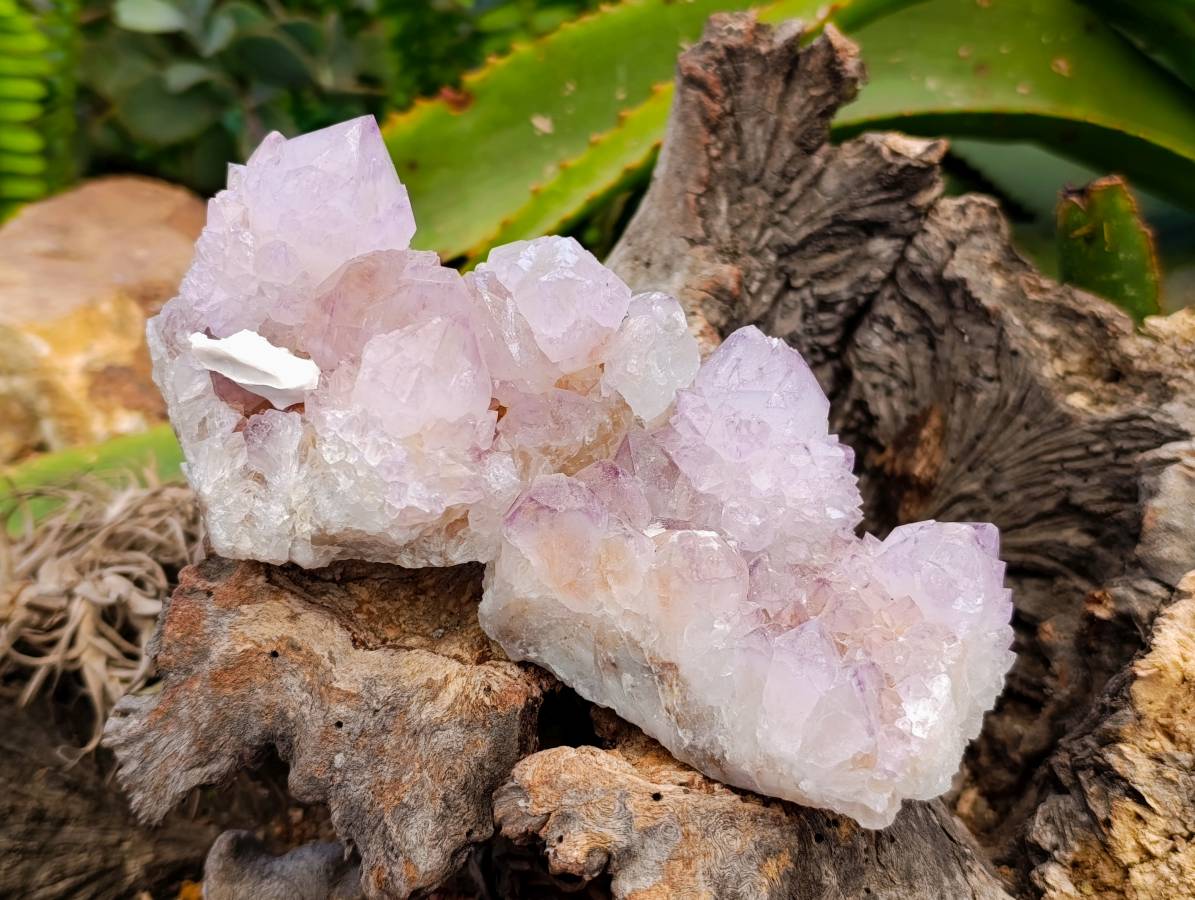 Natural Sunburst Amethyst Spirit Quartz Clusters x 6 From Boekenhouthoek, South Africa - Toprock Gemstones and Minerals 