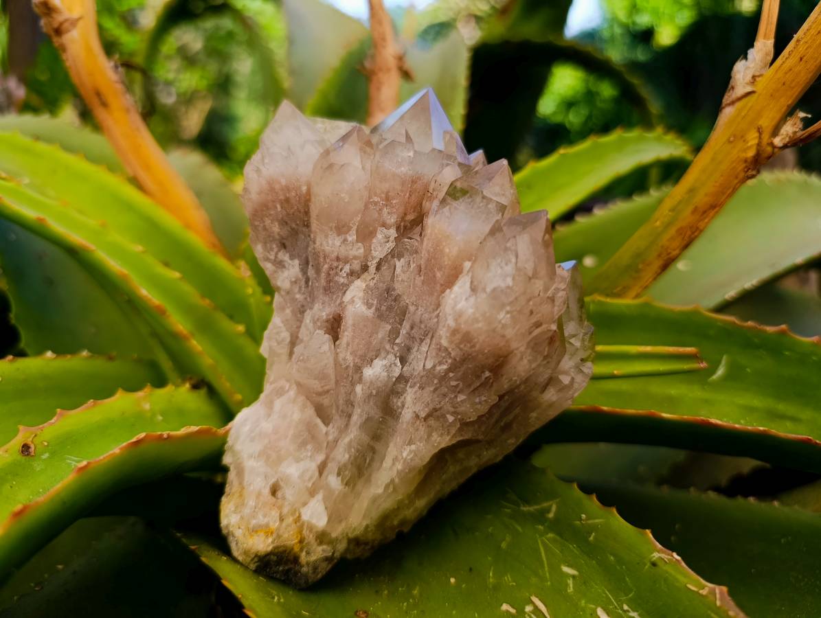 Natural Smokey Phantom Quartz Clusters x 3 From Luena, Congo - Toprock Gemstones and Minerals 