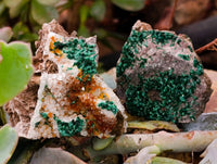 Natural Ball Malachite and Drusy Quartz On Dolomite Matrix Specimens x 6 From Mindingi Mine, Kambove, Congo