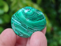 Polished Malacolla Free Forms x 35 From Kulukuluku, Congo