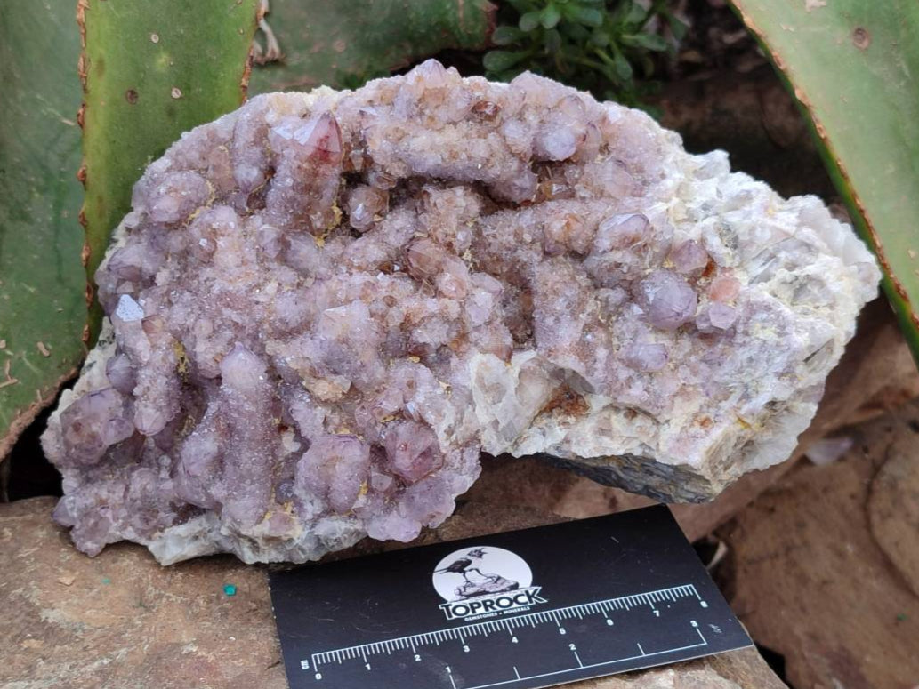 Natural Amethyst Spirit Quartz Clusters x 2 From Boekenhouthoek, South Africa - Toprock Gemstones and Minerals 