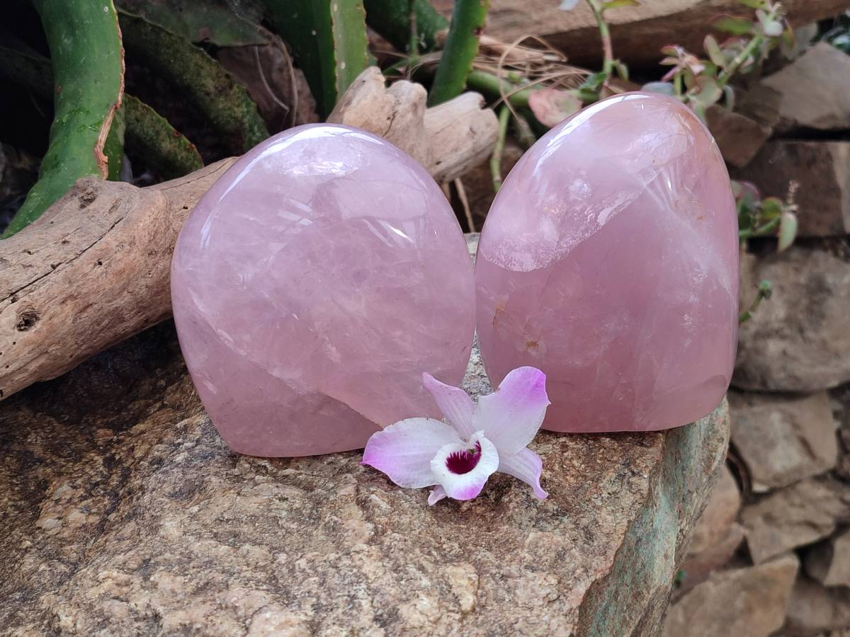 Polished Rose Quartz Standing Free Form x 2 From Madagascar - Toprock Gemstones and Minerals 