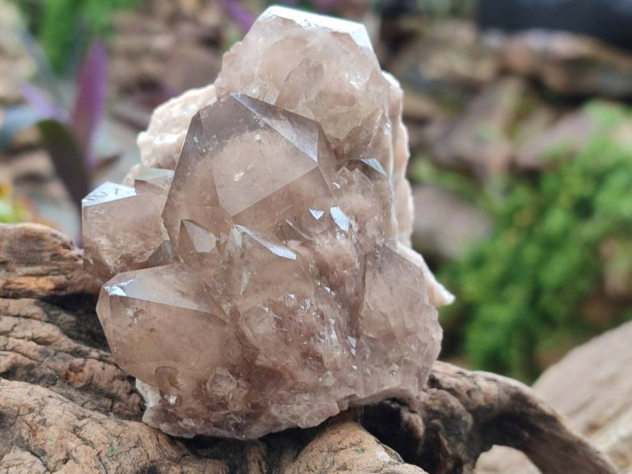 Natural Smokey Phantom Quartz Clusters x 6 From Luena, Congo - Toprock Gemstones and Minerals 