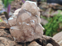 Natural Smokey Phantom Quartz Clusters x 6 From Luena, Congo