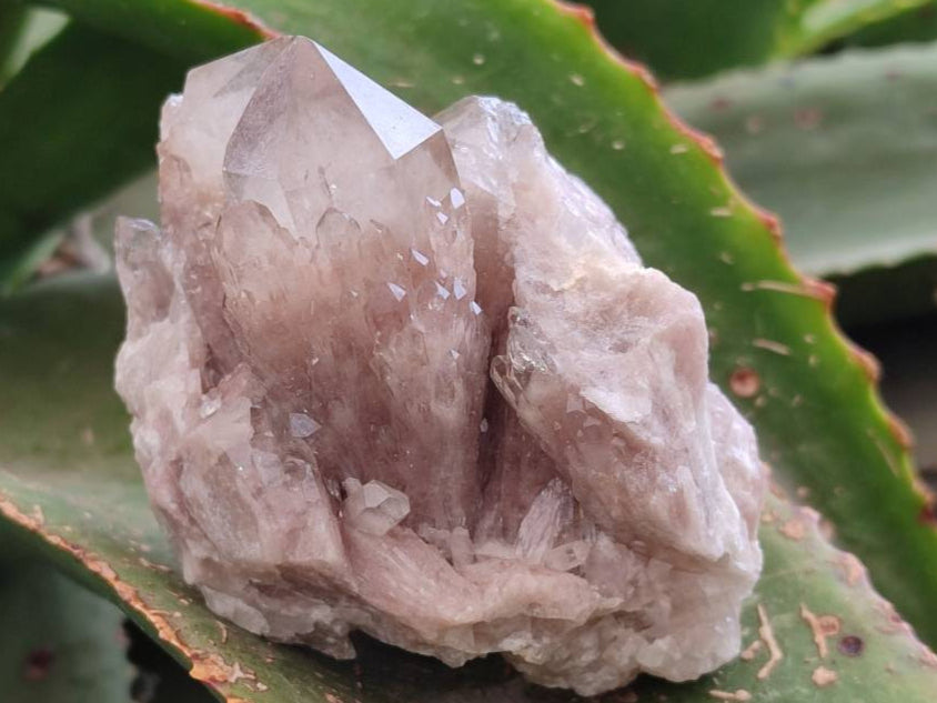 Natural Smokey Phantom Quartz Clusters x 6 From Luena, Congo - Toprock Gemstones and Minerals 