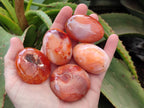 Polished Carnelian Agate Gemstone Galets x 20 From Madagascar - Toprock Gemstones and Minerals 