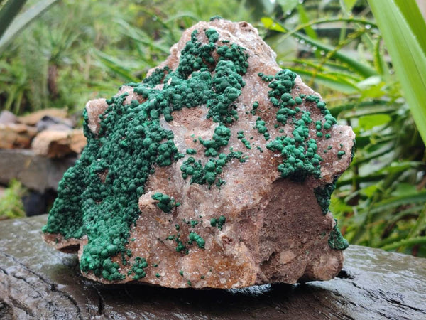 Natural Silky Ball Malachite and Drusy Quartz On Dolomite Matrix Specimen x 1 From Mindingi Mine, Kambove, Congo
