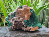 Natural Silky Ball Malachite and Drusy Quartz On Dolomite Matrix Specimen x 1 From Mindingi Mine, Kambove, Congo