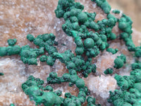Natural Silky Ball Malachite and Drusy Quartz On Dolomite Matrix Specimen x 1 From Mindingi Mine, Kambove, Congo