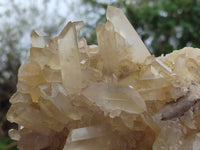 Natural Golden Healer Quartz Crystal Cluster x 1 From Ambatofinandrahana, Madagascar