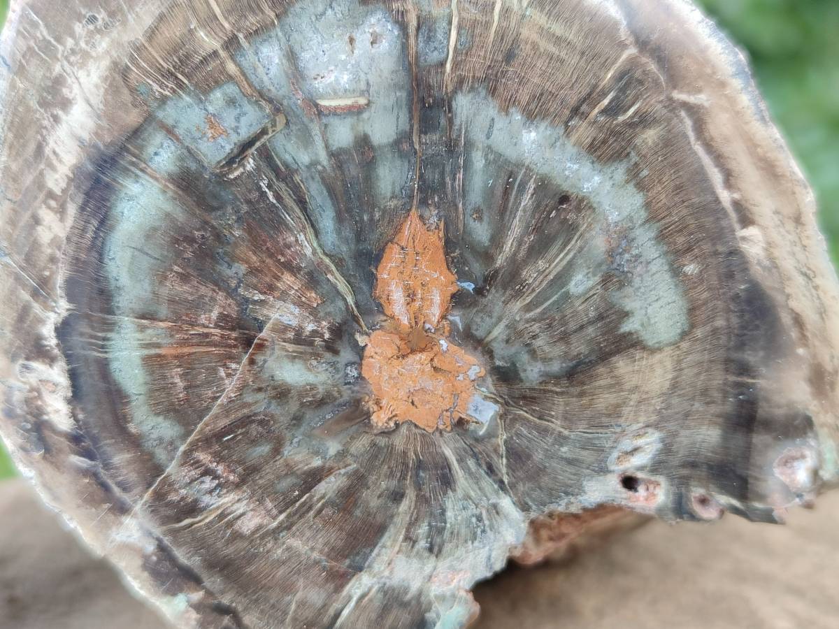 Polished On One Side Petrified Wood Branches x 3 From Gokwe, Zimbabwe - Toprock Gemstones and Minerals 