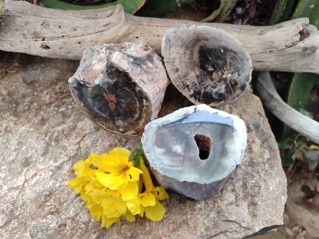 Polished On One Side Petrified Wood Branches x 3 From Gokwe, Zimbabwe - Toprock Gemstones and Minerals 