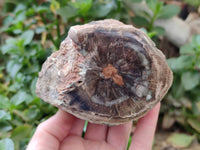 Polished On One Side Petrified Wood Branches x 3 From Gokwe, Zimbabwe