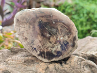 Polished On One Side Petrified Wood Branches x 3 From Gokwe, Zimbabwe