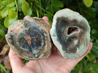 Polished On One Side Petrified Wood Branches x 3 From Gokwe, Zimbabwe