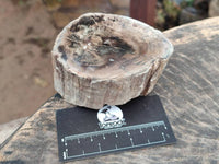 Polished On One Side Petrified Wood Branches x 3 From Gokwe, Zimbabwe