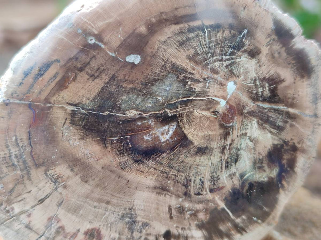 Polished On One Side Petrified Wood Branches x 3 From Gokwe, Zimbabwe - Toprock Gemstones and Minerals 