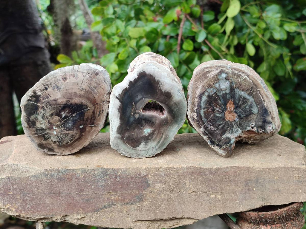Polished On One Side Petrified Wood Branches x 3 From Gokwe, Zimbabwe - Toprock Gemstones and Minerals 