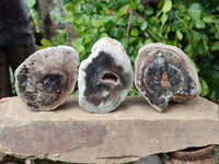 Polished On One Side Petrified Wood Branches x 3 From Gokwe, Zimbabwe