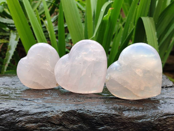 Polished Rose Quartz Hearts x 12 From Madagascar