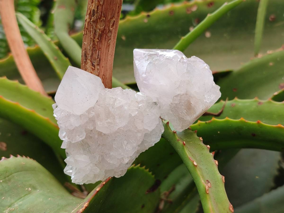 Natural Amethyst Spirit Quartz Clusters x 20 From Boekenhouthoek, South Africa - Toprock Gemstones and Minerals 