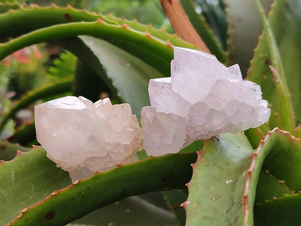 Natural Amethyst Spirit Quartz Clusters x 20 From Boekenhouthoek, South Africa