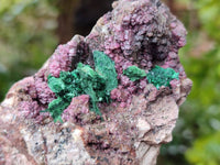 Natural Salrose Cobaltion Dolomite with Malachite Specimens x 6 From Kakanda, Congo