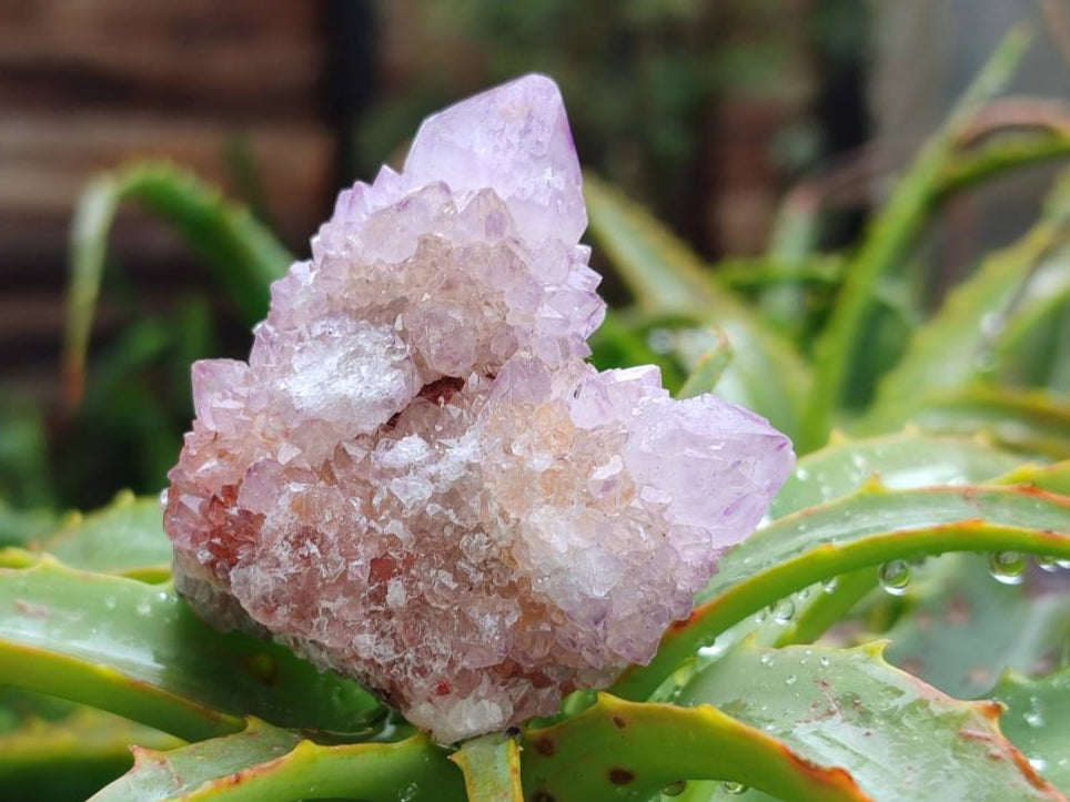 Natural Amethyst Spirit Quartz Clusters x 12 From Boekenhouthoek, South Africa - Toprock Gemstones and Minerals 