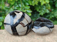 Polished Septerye Nodule Free Forms x 6 From Mahajanga, Madagascar