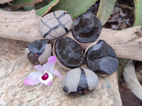 Polished Septerye Nodule Free Forms x 6 From Mahajanga, Madagascar