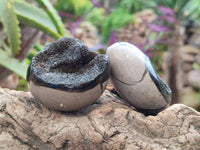 Polished Septerye Nodule Free Forms x 6 From Mahajanga, Madagascar