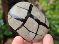 Polished Septerye Nodule Free Forms x 6 From Mahajanga, Madagascar