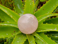 Polished Star Rose Quartz Spheres x 6 From Madagascar