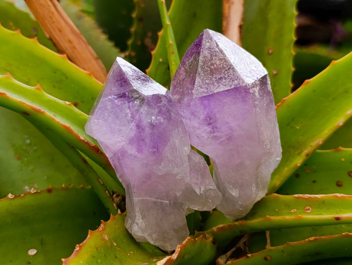 Natural Jacaranda Amethyst Quartz Crystals x 12 From Mumbwa, Zambia - Toprock Gemstones and Minerals 