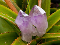 Natural Jacaranda Amethyst Quartz Crystals x 12 From Mumbwa, Zambia