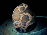 Polished Septerye Standing Free Forms x 2 From Mahajanga, Madagascar