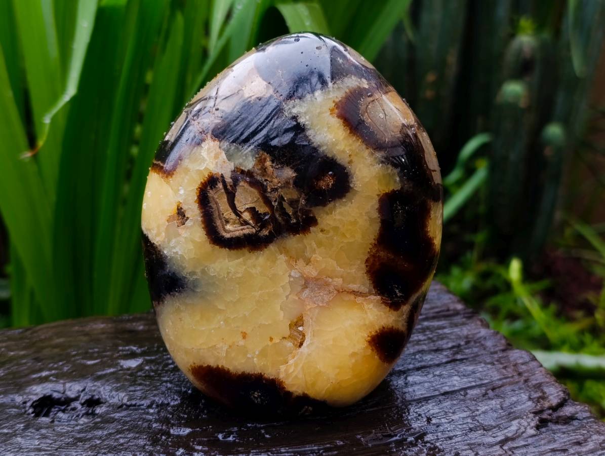 Polished Septerye Standing Free Forms x 2 From Mahajanga, Madagascar - Toprock Gemstones and Minerals 