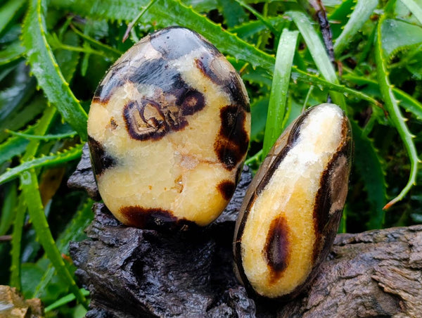 Polished Septerye Standing Free Forms x 2 From Mahajanga, Madagascar
