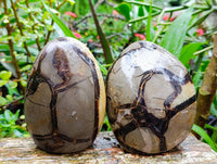 Polished Septerye Standing Free Forms x 2 From Mahajanga, Madagascar