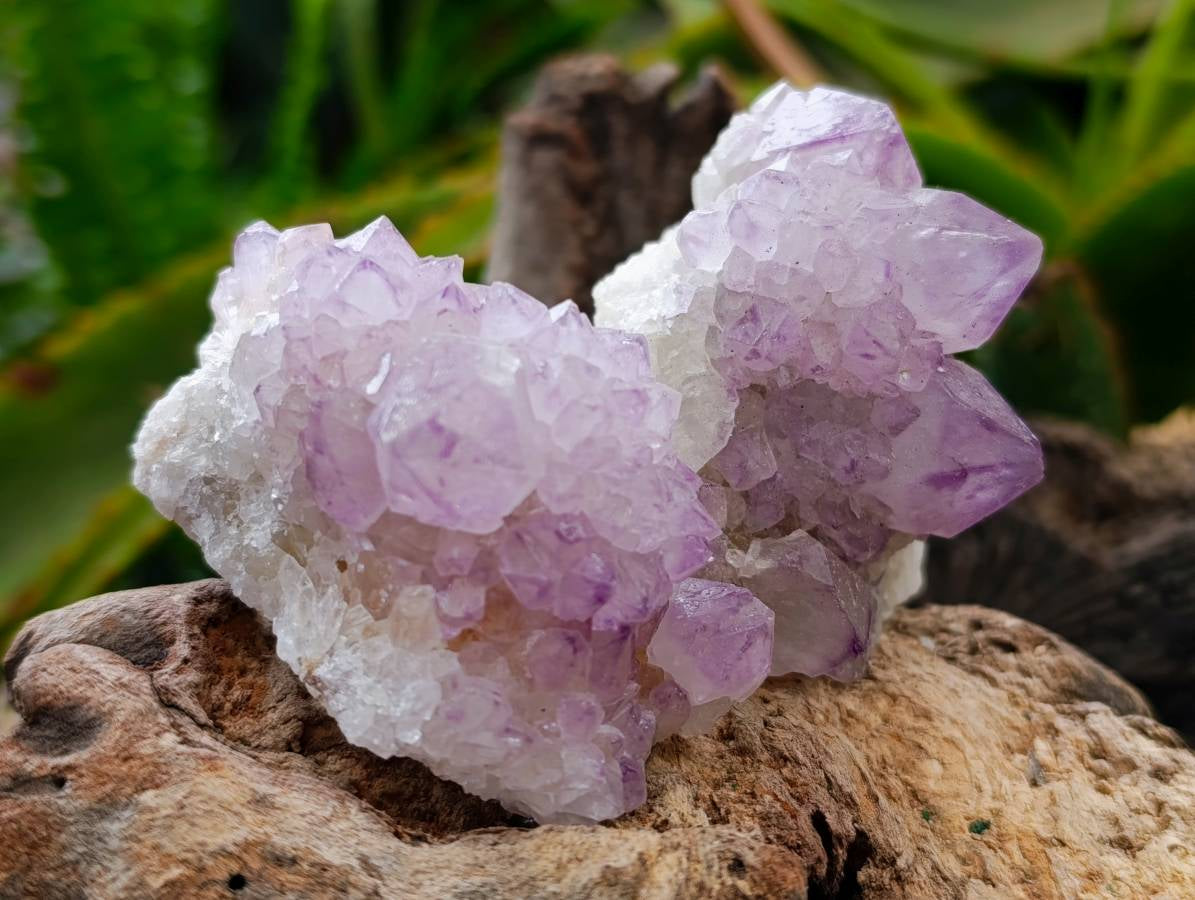 Natural Sunburst Amethyst Spirit Quartz Clusters x 12 From Boekenhouthoek, South Africa - Toprock Gemstones and Minerals 