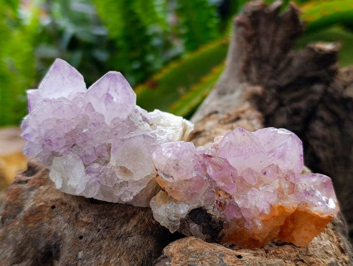 Natural Sunburst Amethyst Spirit Quartz Clusters x 12 From Boekenhouthoek, South Africa - Toprock Gemstones and Minerals 