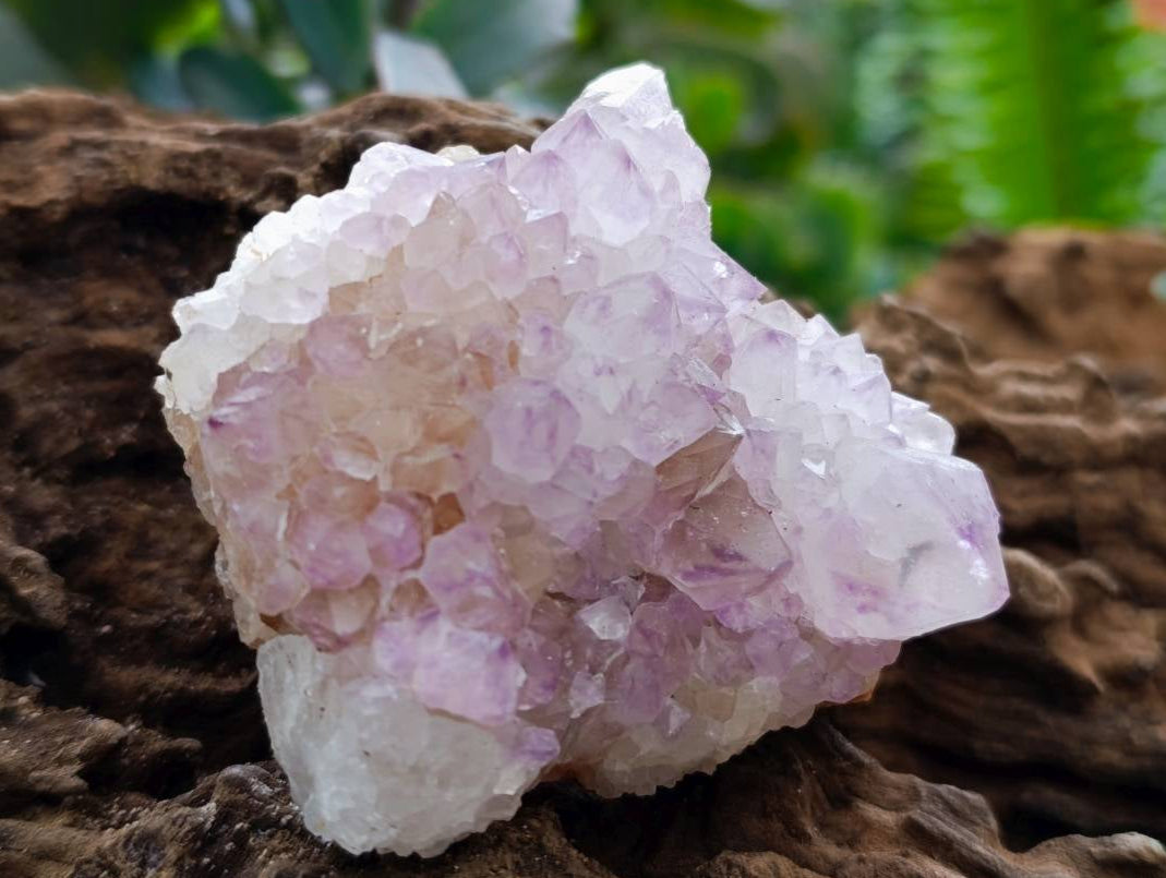 Natural Sunburst Amethyst Spirit Quartz Clusters x 12 From Boekenhouthoek, South Africa - Toprock Gemstones and Minerals 