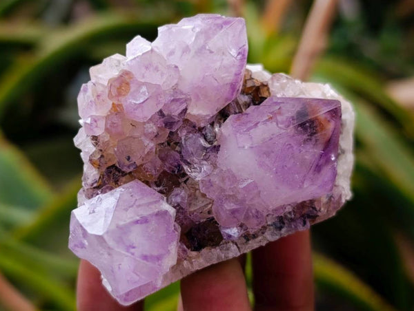 Natural Sunburst Amethyst Spirit Quartz Clusters x 12 From Boekenhouthoek, South Africa