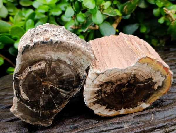 Polished On One Side Petrified Wood Branches x 3 From Gokwe, Zimbabwe
