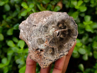 Polished On One Side Petrified Wood Branches x 3 From Gokwe, Zimbabwe