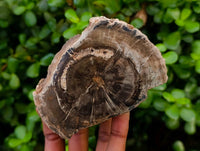 Polished On One Side Petrified Wood Branches x 3 From Gokwe, Zimbabwe