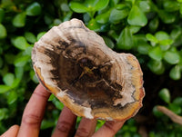 Polished On One Side Petrified Wood Branches x 3 From Gokwe, Zimbabwe